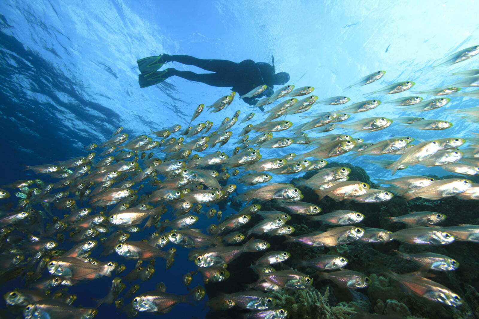 Best Diving and Snorkeling Sites in Indonesia