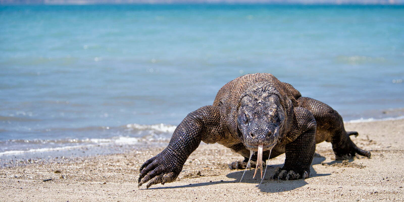 Komodo Cruise: Private Yacht Charters in Indonesia