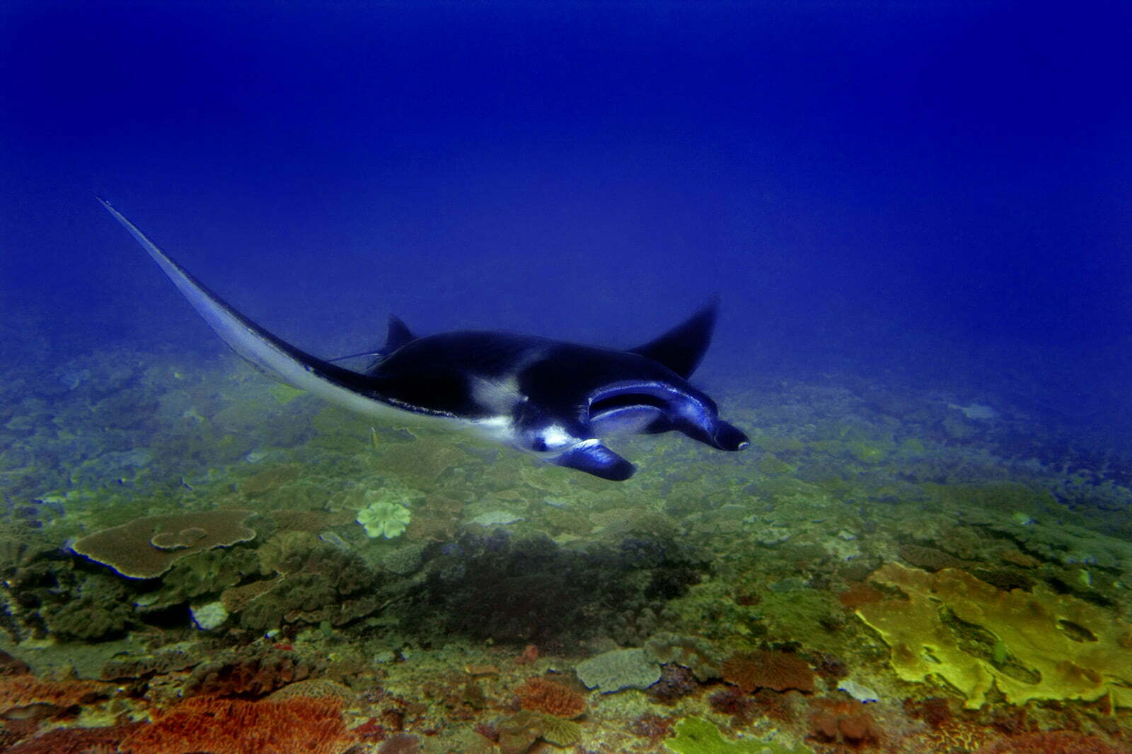 Swim, Snorkel and Dive with Manta Rays