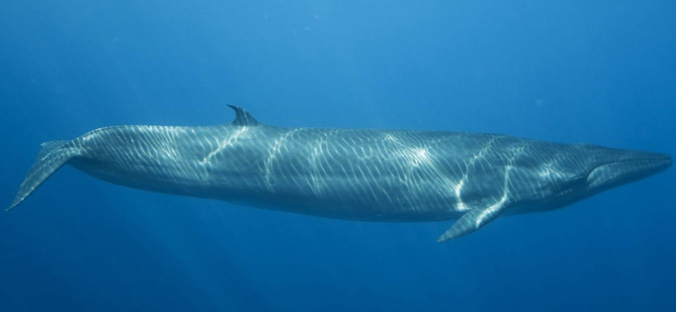 Whale Watching in Raja Ampat – Trip Report