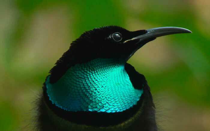 Papua New Guinea Riflebird