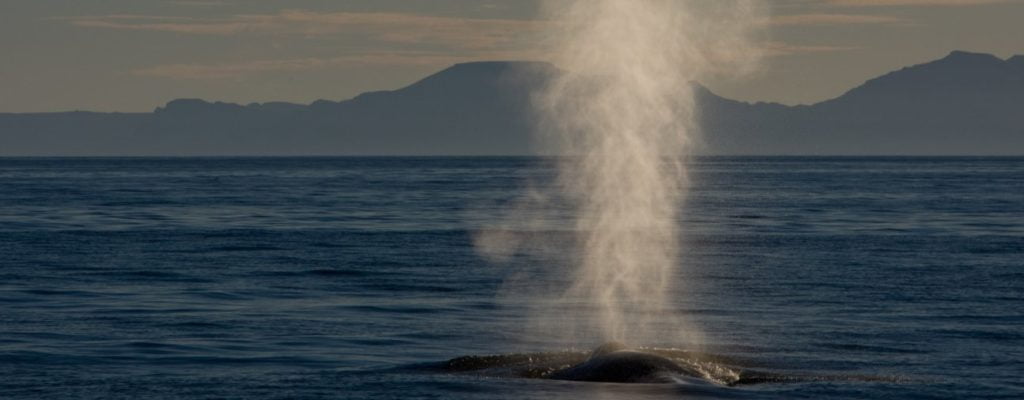 Blue whale in the Banda Sea