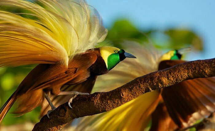 Birds of paradise Raja Ampat