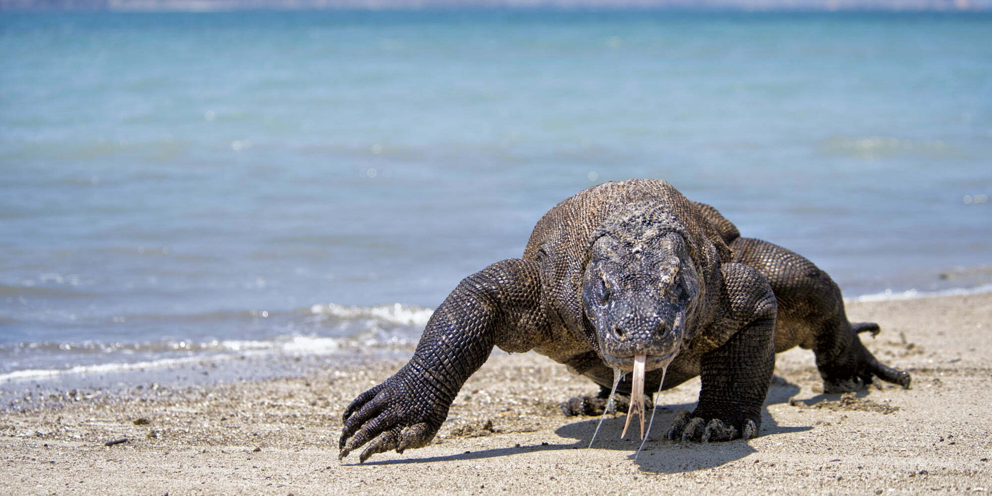 yacht charter vacations to komodo