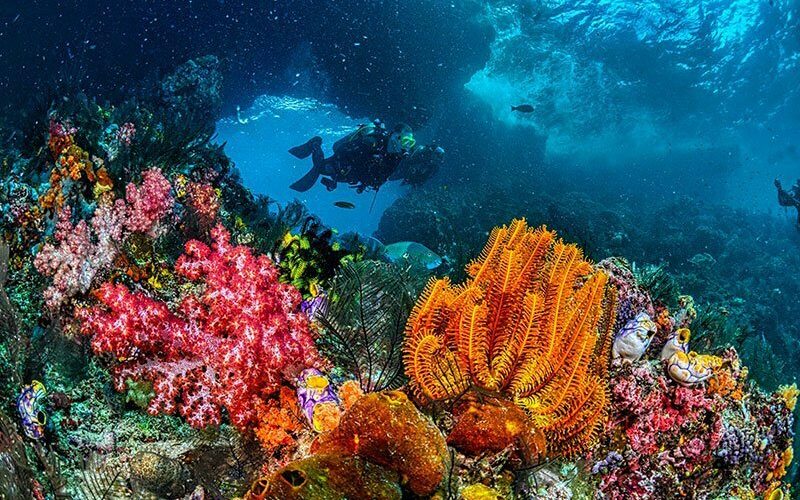 Divers explore the ocean and coral reefs in scuba diving Indonesia activity.