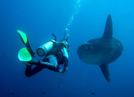 The Top 4 Best of Bali Dive Sites